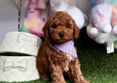 Safkan Toy Poodle Bebekler